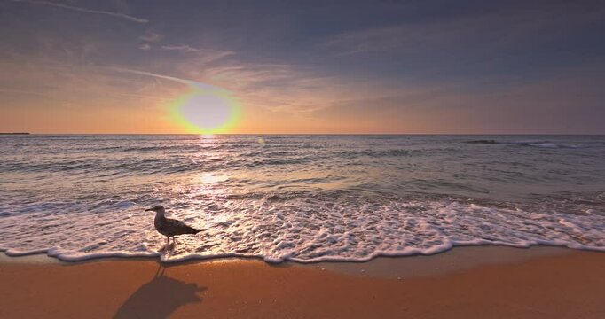 Beautiful sunrise over the sea and seagull walking on the sand shore, calm morning on the ocean shore video