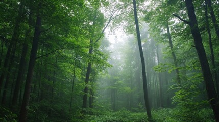 Obraz premium Morning mist rolling through a dense forest foggy weather