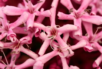 Clerodendron Blüte