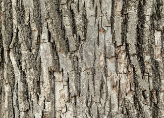 dry tree bark texture