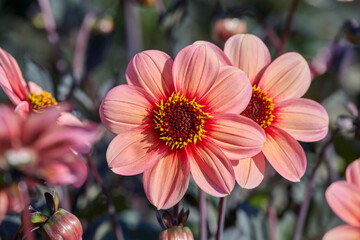 Obraz premium dahlia HS Kiss with soft apricot-orange shades of red with yellow heart