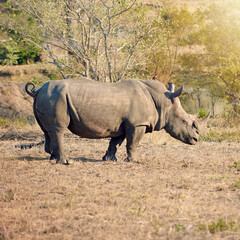 Rhino, ecosystem and protected in nature for survival, poaching prevention or safe environment. Endangered species, conservation or animal in safari for risk awareness in wildlife reserve in Africa