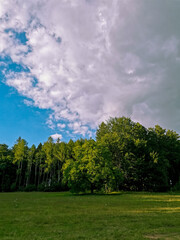 trees and sky