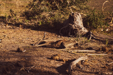 Drought, Kenya, dead animals