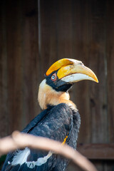 yellow billed toucan