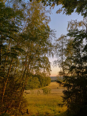 sunlight in the forest