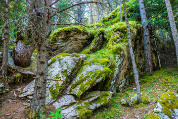 ROCKS AND MOSS
