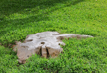 tree stump in the park, Wooden tree stump in the lawn.