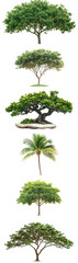 Fototapeta premium image set of Tropical tree