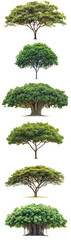 Fototapeta premium image set of Tropical tree