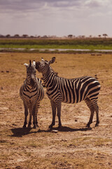 Naklejka premium zebra in the wild