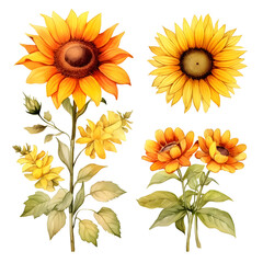 set of watercolor sunflowers clipart, floral object, isolated design for spring cards or stickers, perfect for graphic elements