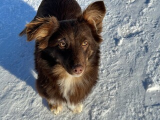 Brown dog standing on snow at winter