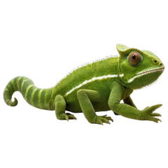 Obraz premium chameleon isolated on transparent background PNG