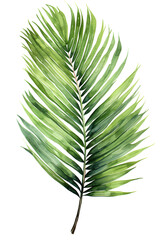 Obraz premium green plant, watercolor areca tahiti palm leaf, isolated clipart, floral painting element, perfect for decoration and design
