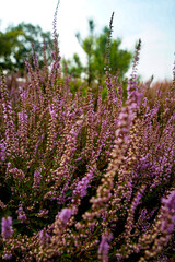 Fototapeta premium German heather landscape