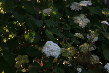 Hydrangea treelike
