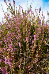 Obraz premium German heather landscape