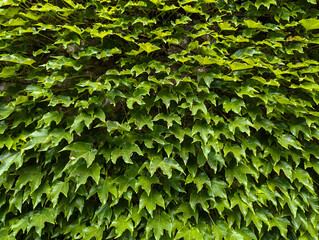 Close-Up of a Lush Ivy-Covered Wall, Perfect for Nature Backgrounds, Greenery Textures, and Eco-Friendly Design Projects
