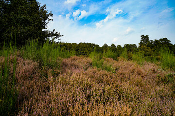 Obraz premium German heather landscape