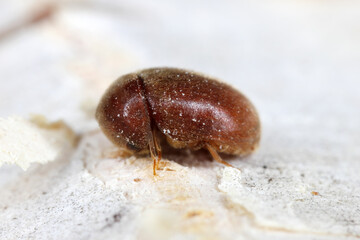 Cigarette or tobacco beetle (Lasioderma serricorne) stored product pest. Beetle, side view. Typical position with hidden legs and antennae.