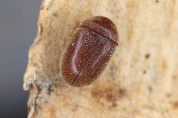 Cigarette or tobacco beetle (Lasioderma serricorne) stored product pest. Beetle, top view.