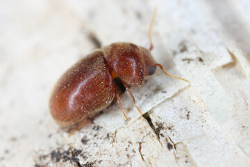 Cigarette or tobacco beetle (Lasioderma serricorne) stored product pest. Beetle, side view.
