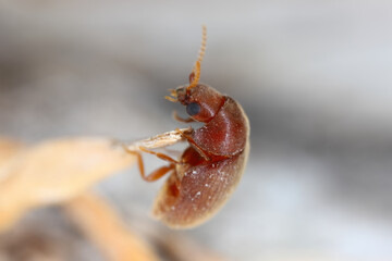 Cigarette or tobacco beetle (Lasioderma serricorne) stored product pest. Beetle, side view.