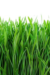 Obraz premium A close-up shot of lush green grass blades against a white background.