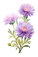 Obraz premium bouquet of asters, watercolor spring flowers, floral clipart isolated, design element