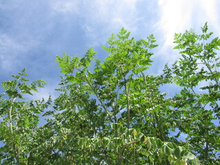 Top of tree with blue sky in Arizona