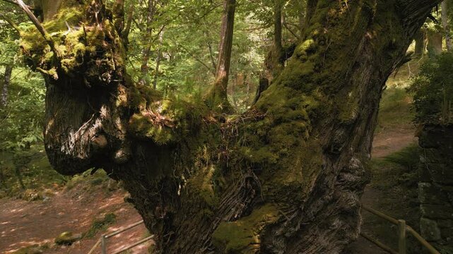 Fenced Ancient Tree Covered With Moss