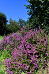 Fototapeta premium Inflorescences of the bell heather (Erica cinerea)