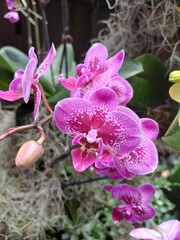 Pink Vanda is a genus in the orchids family, Orchidacaea