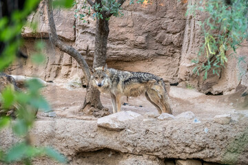 Fototapeta premium A Mexican Gray Wolf in Tucson, Arizona
