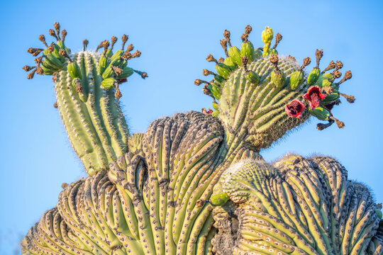 A flowering cactus in Tucson, Arizona