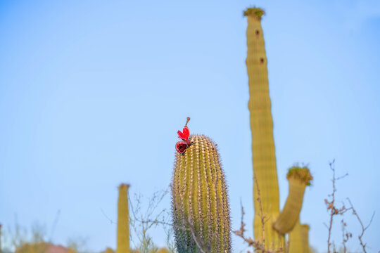 A flowering cactus in Tucson, Arizona