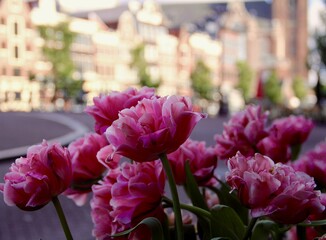 Colorful tulips bloom in a vibrant urban square during spring