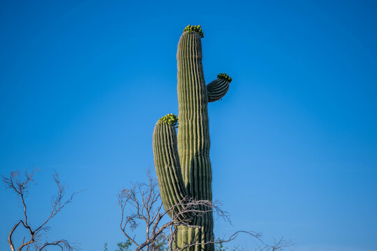 A long slender Saguaro Cactus in Tucson, Arizona
