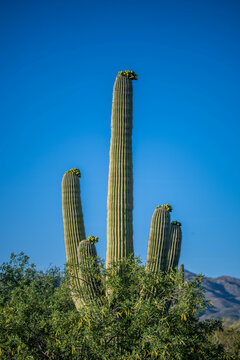 A long slender Saguaro Cactus in Tucson, Arizona