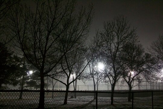 Misty nighttime view of trees silhouetted against bright  lights