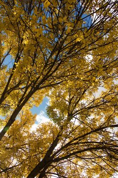 Golden autumn leaves rustle on trees under a bright blue sky