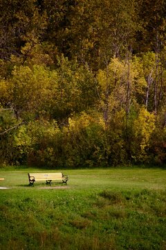 A solitary bench nestled amidst vibrant autumn foliage