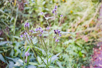 bee on purple flower in meadow