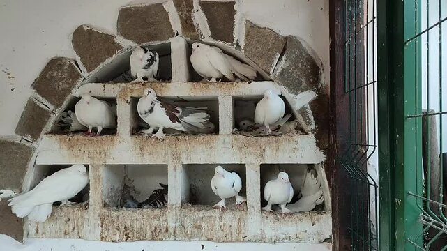 White doves nesting in stone wall compartments. Multiple pigeons perched in tiered cubby holes. Peaceful birds resting in makeshift dovecote against rustic masonry backdrop