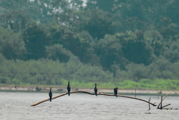 Cormoranes en medio del r&iacute;o