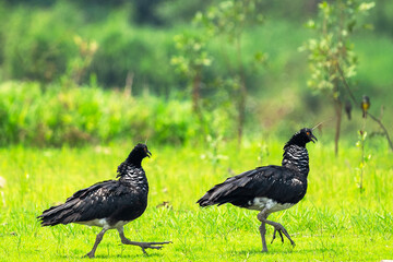Camungos en la selva.