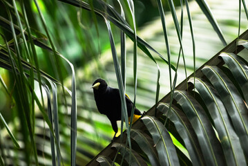 Cacique Amazònico