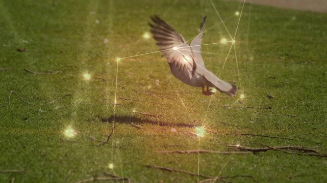 Pigeon flying over grass with glowing network connections animation