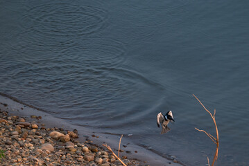 Vuelo de un king fisher o martin pescador